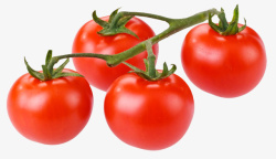 四个红色番茄素材