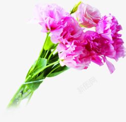 紫色手绘康乃馨花束素材