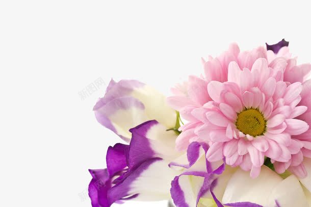 紫色喇叭花装饰png免抠素材_新图网 https://ixintu.com 梦幻 浪漫 粉色 雏菊