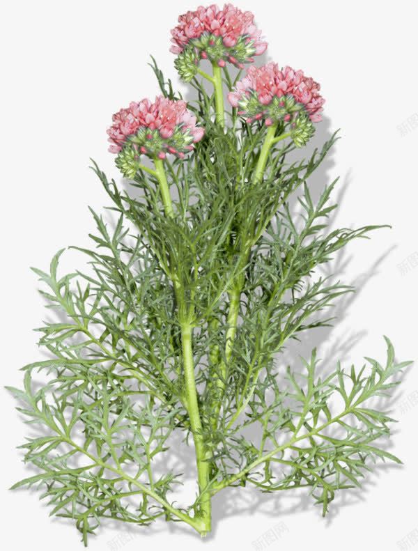 一株植物png免抠素材_新图网 https://ixintu.com 净化空气 实物 素材 绿植