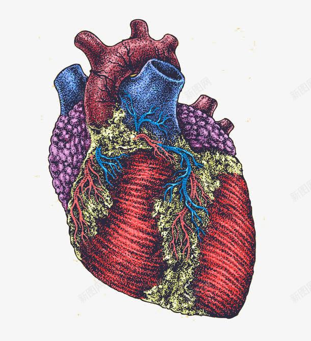 手绘心脏器官png免抠素材_新图网 https://ixintu.com 人体器官 器官 心脏 手绘
