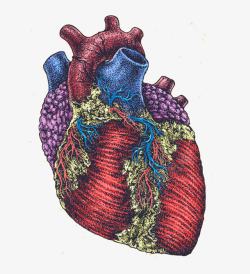 手绘心脏器官素材