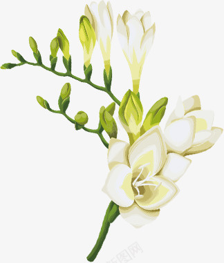 白色花朵png免抠素材_新图网 https://ixintu.com 中国风 白色 花卉 花蕾
