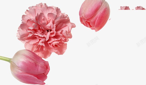 粉色唯美花朵康乃馨植物png免抠素材_新图网 https://ixintu.com 康乃馨 植物 粉色 花朵