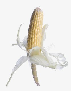 玉米玉米叶素材