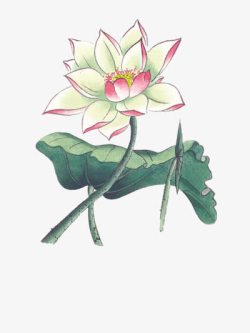 手绘荷花素材