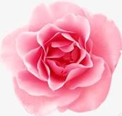 粉色鲜花花朵植物装饰情人节素材