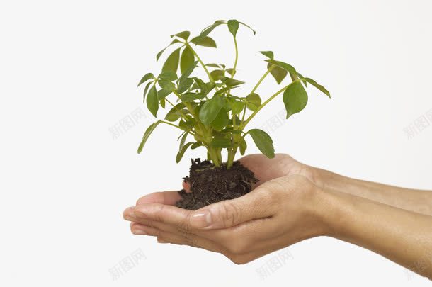 呵护在手心的绿色植物png免抠素材_新图网 https://ixintu.com 土壤 手心 植物 生长植被