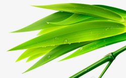 绿色质感创意草本植物竹叶素材