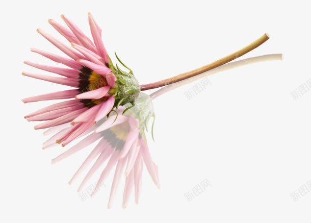 雏菊花卉png免抠素材_新图网 https://ixintu.com 图片 花卉