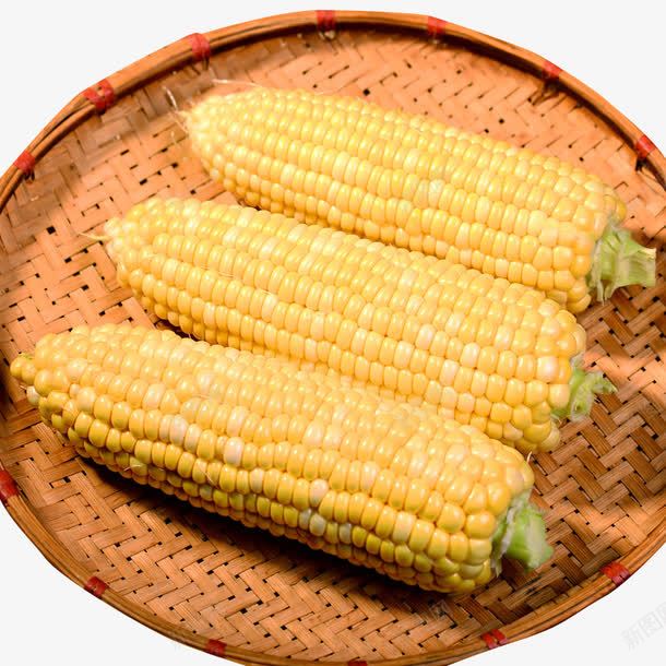 新鲜玉米棒png免抠素材_新图网 https://ixintu.com 产品实物 新鲜玉米棒 玉米 蔬菜