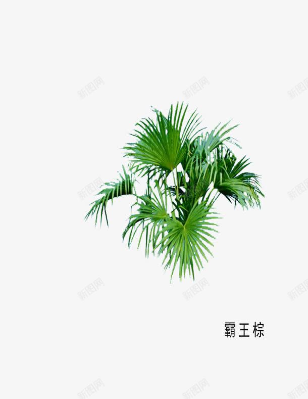 草本植物环艺园林png免抠素材_新图网 https://ixintu.com 园林 环艺设计 霸王棕