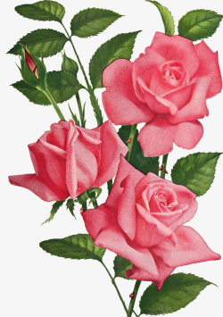粉色蔷薇玫瑰素材