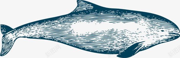 复古大白鲸png免抠素材_新图网 https://ixintu.com 哺乳动物 复古 大型动物 大白鲸 海洋动物 素描鲸鱼 鲸鱼