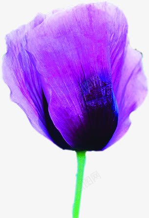 紫色卡通手绘花朵夏日png免抠素材_新图网 https://ixintu.com 卡通 夏日 紫色 花朵