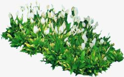 白色小花植物绿叶装饰素材