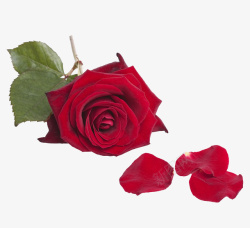 情人节浪漫玫瑰瓣告白素材