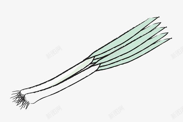手绘葱png免抠素材_新图网 https://ixintu.com 手绘 绿色 葱 食材