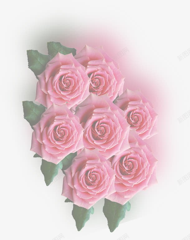粉色玫瑰花背景元素png免抠素材_新图网 https://ixintu.com 元素 玫瑰花 粉色 背景