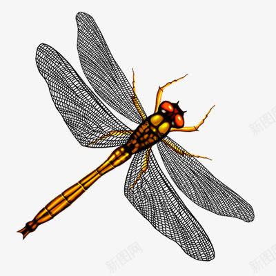 装饰图案蜻蜓png免抠素材_新图网 https://ixintu.com 蜻蜓 装饰图案