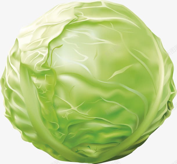 包菜png免抠素材_新图网 https://ixintu.com 包菜 蔬菜 青菜 食品 餐饮