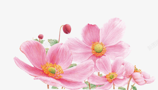 漂亮的粉色花朵png免抠素材_新图网 https://ixintu.com 免抠粉色花朵 漂亮的粉色花朵 粉色 花朵 鲜花拱门