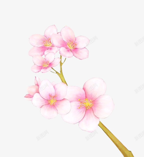 手绘粉色花朵png免抠素材_新图网 https://ixintu.com 分嫩 手绘 手绘粉色花朵 粉色 花朵