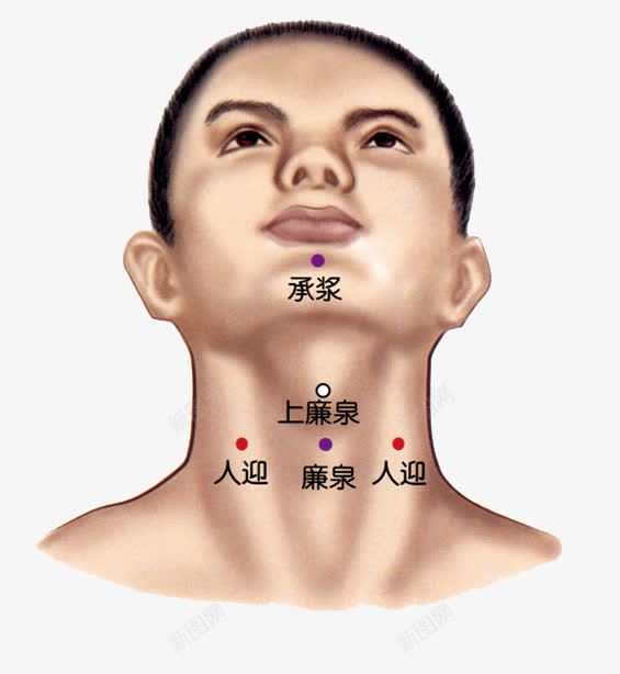 人体正面脖子下巴穴位png免抠素材_新图网 https://ixintu.com 下巴 中医 人体 人体穴位 正面 穴位 脖子