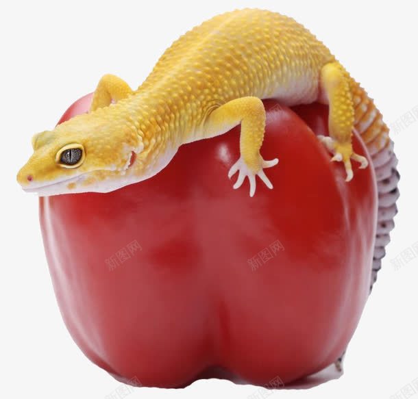 西红柿上的黄色蜥蜴png免抠素材_新图网 https://ixintu.com 动物 蜥蜴 西红柿 食物