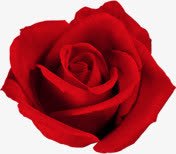 红色唯美浪漫花朵植物png免抠素材_新图网 https://ixintu.com 植物 浪漫 红色 花朵