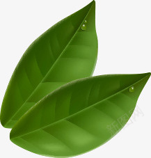 两片绿色的树叶png免抠素材_新图网 https://ixintu.com 两片 树叶 绿色