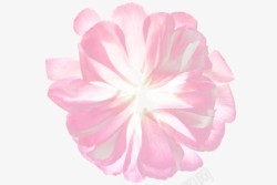 手绘粉色花瓣透明素材