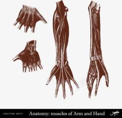 手掌骨骼人体手臂和手肌肉骨骼分布高清图片