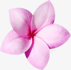 粉色可爱花朵创意素材