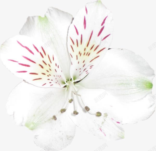 白色花朵花蕊花瓣png免抠素材_新图网 https://ixintu.com 白色 花朵 花瓣 花蕊
