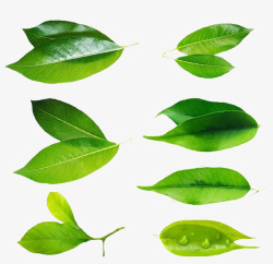 多组叶子多组绿色树叶高清图片