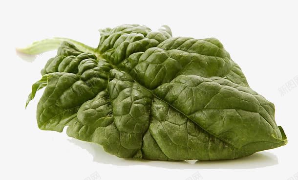 绿色蔬菜叶png免抠素材_新图网 https://ixintu.com 产品实物 绿色食品 蔬菜 蔬菜叶