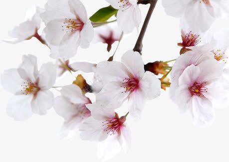 白色春天手绘花朵png免抠素材_新图网 https://ixintu.com 春天 白色 花朵