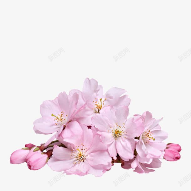 素雅的粉红色花蕾png免抠素材_新图网 https://ixintu.com 粉红色 素雅 花蕾