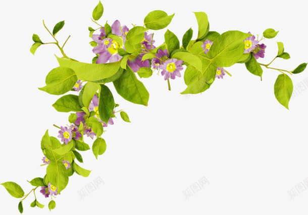 紫花绿叶装饰背景png图片免费下载 素材0zqkkjwpq 新图网 紫花绿叶装饰背景png图片免费下载 素材0zqkkjwpq 新图网