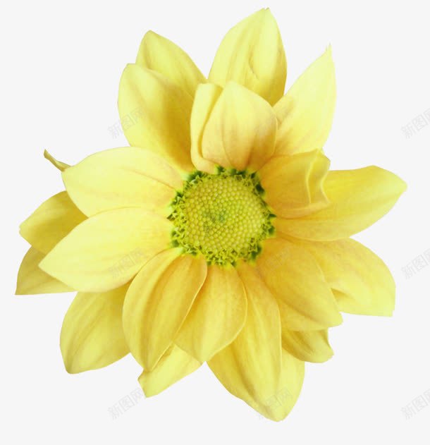 黄色雏菊装饰png免抠素材_新图网 https://ixintu.com 花朵 装饰 鲜花 黄色