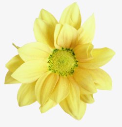 黄色雏菊装饰素材