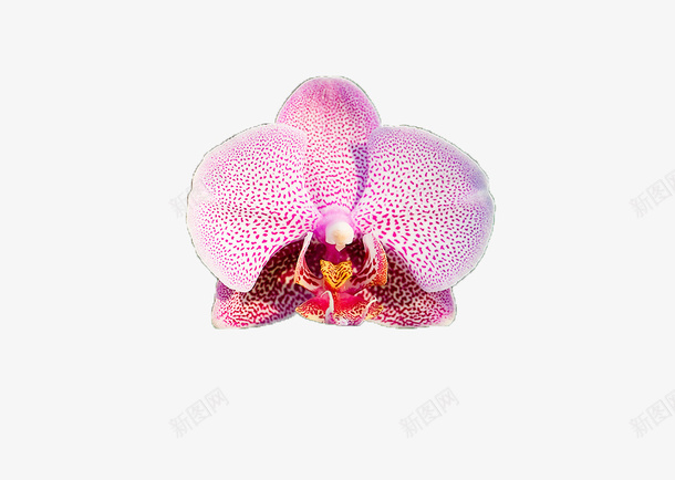 装饰图案图标png_新图网 https://ixintu.com 图标 手绘 插画 植物 花朵 蝴蝶兰 装饰图案