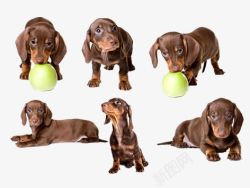 威玛犬玩球的威玛犬高清图片