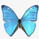 MorphoAdonisHuallegaTopIcopng免抠素材_新图网 https://ixintu.com adonis animal butterfly huallega morpho top 前 动物 大闪蝶 蝴蝶 阿多尼斯