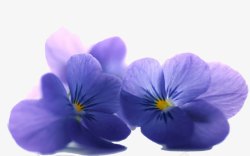 紫花两三朵素材