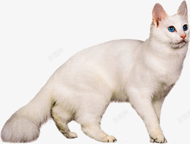 白色的猫png免抠素材_新图网 https://ixintu.com 动物 可爱 宠物 忠诚 白色