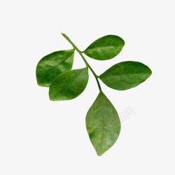 绿色五片叶子植物素材