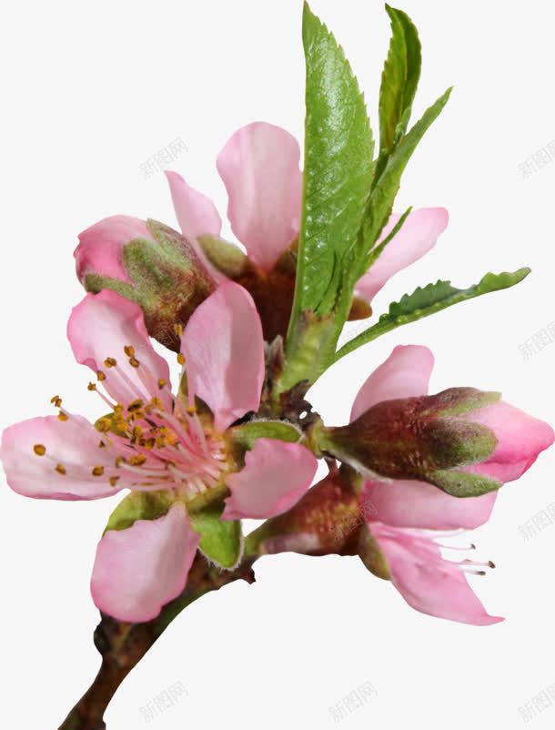 粉色花朵实物元素png免抠素材_新图网 https://ixintu.com 元素 实物 粉色 花朵