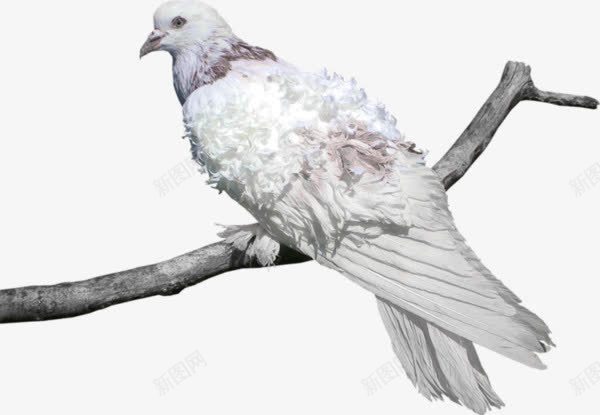 树枝上的鸟png免抠素材_新图网 https://ixintu.com png png素材 休息的鸟 树枝 鸟